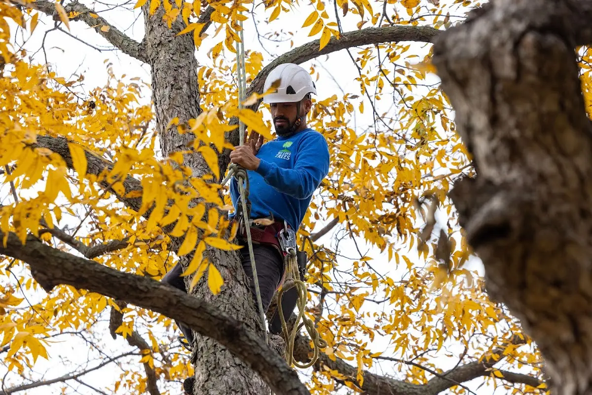 Skilled Storm Damage Cleanup crew working in Bloomfield